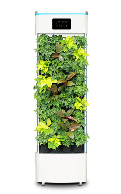 Какие растения очищают воздух в доме: ТОП-10 лучших зеленых помощников для вашего интерьера